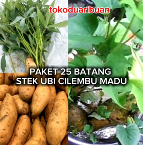 Paket 25 Batang Stek Ubi Cilembu Madu