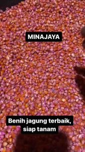 BENIH JAGUNG SIAP TANAMPERKASAP21P27P32SIMETALPERTIWI1KG