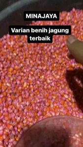 BENIH JAGUNG TERBAIKPERKASAp21SUMONK21218SIAP TANAM