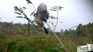 GETAH PULUT BURUNG JEBAKAN SUPER LENGKET ANTI GAGAL