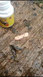 obat cacing ayam bangkok jago basmi cacing 20 kapsul