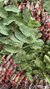 ฝรั่งพันธุ์กิมจู(กิ่งตอน)จัดส่ง1ชุดจำนวน10กิ่ง ลดเหลือกิ่งละ15บาท ของเเท้100% รสชาติ หวาน กรอบ เมล็ดน้อย