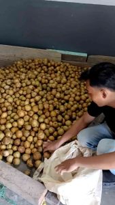 sawo simadu madu segar 1kg khas pangandaran