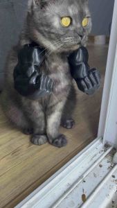 สร้อยคอแมว ใส่กล้าม ของเล่นแมว 3d printer กล้ามแมวปลอม