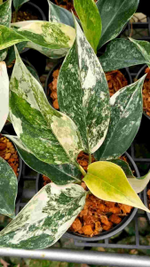 อโกนีมา หยกสยามด่าง คัดสวยให้ครับ ไม้สะสม ในกระถางดำ