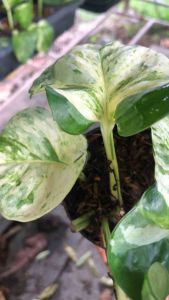 พลูแอปเปิ้ล กระถาง 3 นิ้ว ไม้มงคล