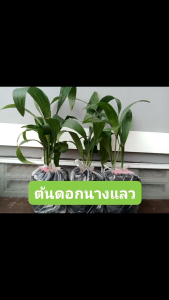 ต้นพันธุ์ ดอกนางแลว ต้นแลงแลว นางแลว แลงแลวบ้าน ต้นใหญ่ในถุงดำพร้อมปลูก