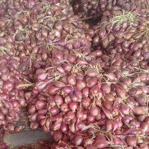 Bibit Bawang Merah Brebes Asli 1kg Siap Tanam