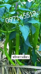 เมล็ดพริกโจลองสีเขียวเผ็ดน้อย/100 เมล็ด เมล็ดพริกยาวจีนยอดนิยม