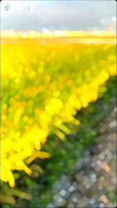 Benih Padi POLTON Kemasan (5kg)