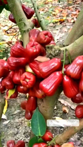 BIBIT JAMBU CITRA MADU MERAH🌱 Super Murah  Pastinya Sudah Berbuah /Bibit Jambu Air Hasil Okulasi & Cangkok Sudah Siap Ditanam Dipot Atau Di Ladang Lebih Bagus Terkena Sinar Matahari Silakan Langsung Dicekout Bisa COD Bayar Setelah Barang Ditrima