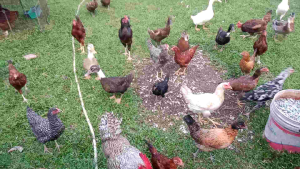 Mix breed eggs for incubation four pieces. Groceries > Dairy Chilled & Eggs > Eggs.