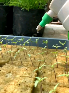 20 BUTIR BENIH TOMAT UNIK MIX/CAMPUR | TOMAT MINI | TOMAT JUMBO | TOMAT UNGU (RANDOM)