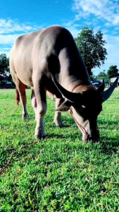 Vitamin Kerbau: Vitamin Penggemuk & Nutrisi Terbaik