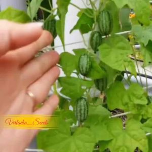 [Virladia Seeds] Biji Benih tanaman Cucamelon