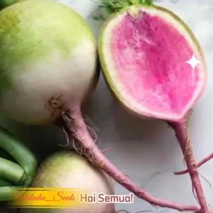 [Virladia Seeds] 200 Biji Benih Lobak Daging Merah | Lobak Semangka