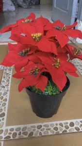 bunga Natal dekorasi Natal  bunga poinsettia  ada 10 kuntum berikut pot bunga  kastuba   merah