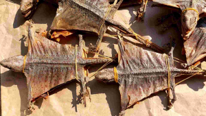 Ge Jie / Tokek 1 Pasang 2 Ekor / Lizard 蛤蚧 Gecko