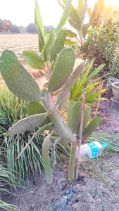 แพดตัดสด โอพันเทีย คอนโซเล่ รูบิเซนต์ Opantea consolea