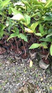 Bibit jambu citra merah