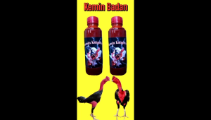 Promo Akhir Tahun Kemin Badan  Bikin Kulit Ayam Tebal