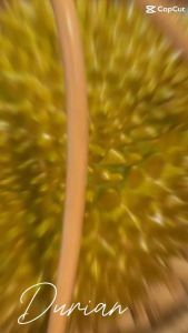 ผลไม้ปลอม เป็นไปได้ 250 แรกเป็น ผลไม้ปลอมกิ๊ฟเก๋ โมเดลทุเรียน ( สำหรับผู้ชาย 1 ชิ้น ราคาพิเศษ )