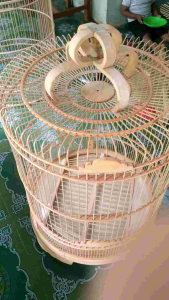 Sangkar Murai Mentahan | Sangkar Murai No 123 | Sangkar Murai Mahoni | Sangkar Jati Jepara Sangkar Burung Murai Diameter 60 Sangkar Murai Ukuran No.2 - Lazada