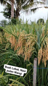 BENIH BIBIT PADI 303 AGT SUPER KUALITAS UNGGUL 1Kg