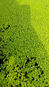 tanaman apung2 matalele tanaman aquscape