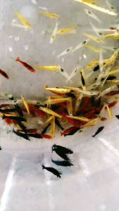 Mixed Neocaridina Shrimps Live Freshwater Shrimps Live Arrival