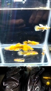 (孔雀鱼) 金耳黄金缎带 1对 (Guppy) Golden Ears Gold Ribbon 1 pair