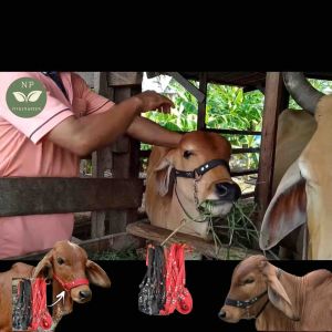 เม่าวัว ขลุมจูงวัว ขลุมวัว ชิ้นละ 90 บาท แบบเชือกหนาทนทานแข็ง เหล็กชุปโคลมเมี่ยมแท้100%