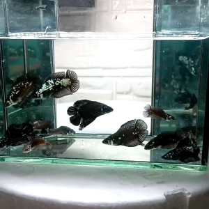 DTPK SAMURAI BETTA FISH / RANDOM PICK