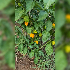 5 BIJI BENIH CABE YELLOW CAROLINA REAPER