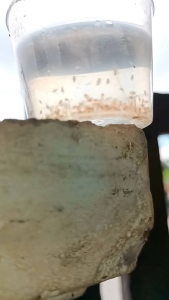 Moina Daphnia Water flea breeding Food