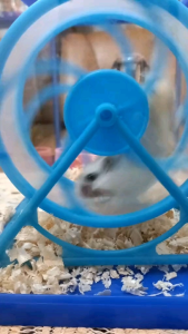 JOGGING WHEEL HAMSTER《KODE#7》