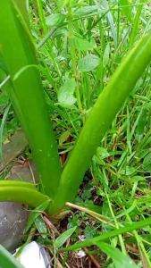 หน่อพันธุ์บอนหวานพร้อมปลูก 20 บาท สำหรับเอาไปรับประทาน