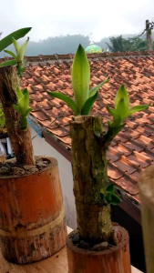 Hanjuang bonsai daun hijau per batang Siap Tanam ( Dracaena fragrance : Brazilian wood ) idor