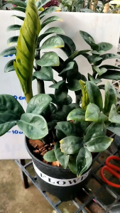 นอกจากความเชื่อเรื่องการเสริมโชคลาภแล้ว ต้น กวัก มรกต แคระ ยังมีประโยชน์อื่นๆ อีกมากมาย เช่น  ช่วยฟอกอากาศในบ้านหรือที่ทำงาน  ช่วยเพิ่มความสดชื่นและผ่อนคลายให้กับผู้ปลูก  ช่วยดูดซับสารพิษในอากาศได้บางชนิด  ช่วยลดความเครียดและความวิตกกังวล  ดังนั้น หากคุณก