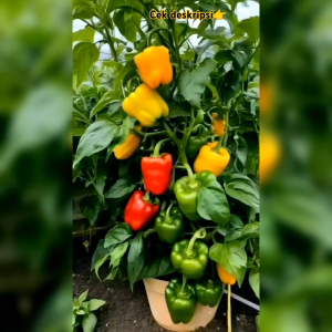 10 BIJI BENIH PAPRIKA BLEND MIX COLOR