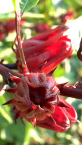 ( 10 Gram ) 300 Benih Rosella Merah Berkebun Dirumah Bibit Hemat Siap Tanam
