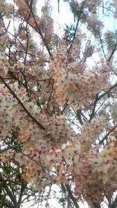 เมล็ดพันธุ์กัลปพฤกษ์ ชุด 30  เมล็ด