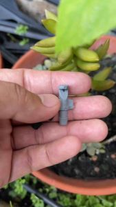 Combo 100 Béc Nhộng Tưới Gốc Phun 1 Bên 180 Độ Nối Ống LDPE 6 Ly Tiết Kiệm Nước - Hệ Thống Tưới