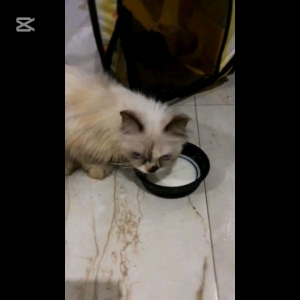 Fresh Raw Goat Milk Susu Murni | Susu Cair Untuk Kucing dan Anjing | Dog and Cat 60ml