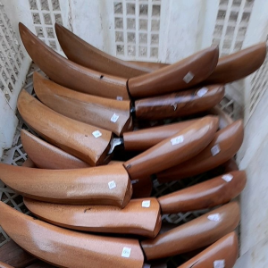 pisou raut  asli baja