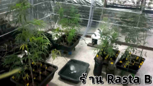 โปรโมชั่นอุปกรณ์ปลูกต้นไม้ทุกอย่าง 20 บาท 1.⭐️แผ่นฟอยล์สะท้อนแสง สะท้อนความร้อน ขนาด 130 × 210 ซม. แผ่นเดียวใหญ่อลังการ นำไปใช้งานได้สบายๆ ประหยัดๆ สวยๆ 2. ☘️ป้ายชื่เขียนพันธุ์ต้นไม้ มีให้ถึง 3 สี เขียว แดง เหลือง จำนวน 3 ชิ้น