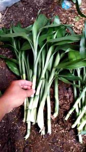 Tanaman Hias Bambu Hoki / Bambu Cina Sri Rezeki Perbatang Berdaun