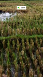 BT MAX Bio Insektisida Hayati Organik Padi Bawang Merah