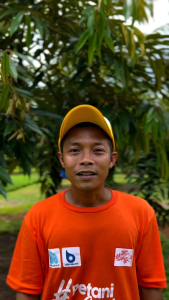 Pupuk Meroke Fase Pembuahan. NPK Grower dan Karate Plus. Buah Besar Serentak dan Anti Rontok