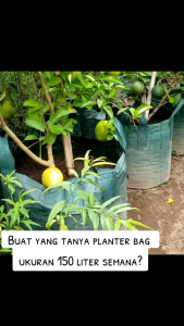 Kotak Tanam Mudah 150 Liter: Kotak Tanam Desain Praktis & Ramah Lingkungan